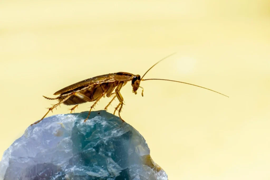 All About Detecting, Diagnosing, and Managing Cockroach Allergy
