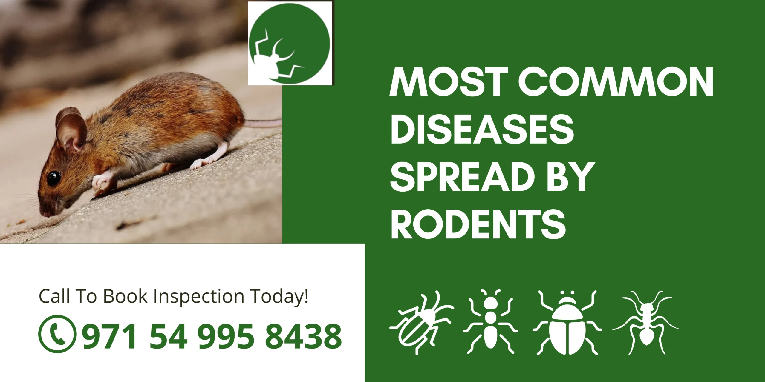 Common Diseases Spread by Rodents