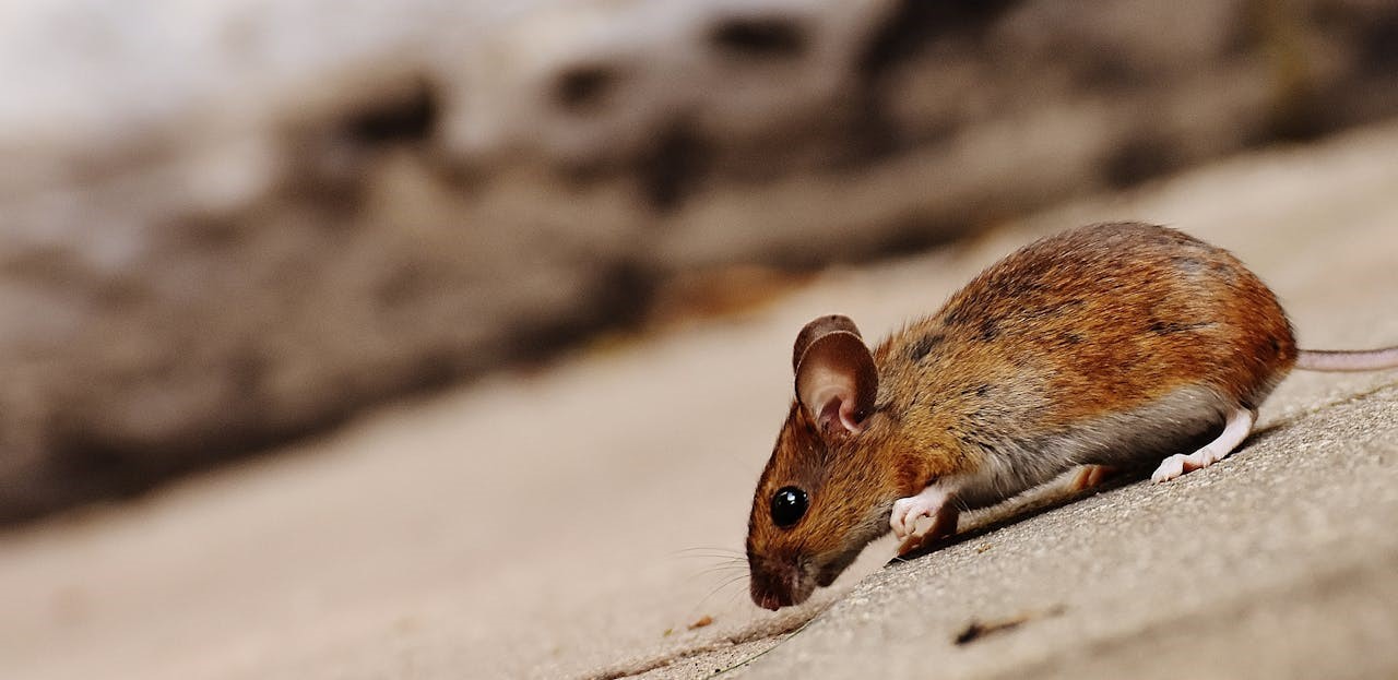 Main Diseases Spread by Rodents
