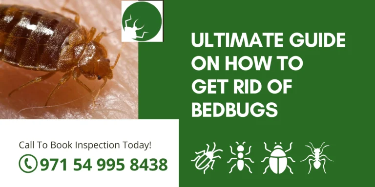 Ultimate guide on how to get rid of bedbugs