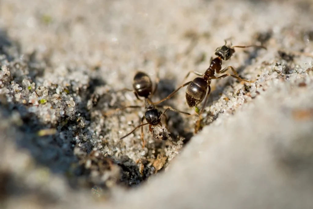 Can You Tell What Attracts Ants in Your Home?