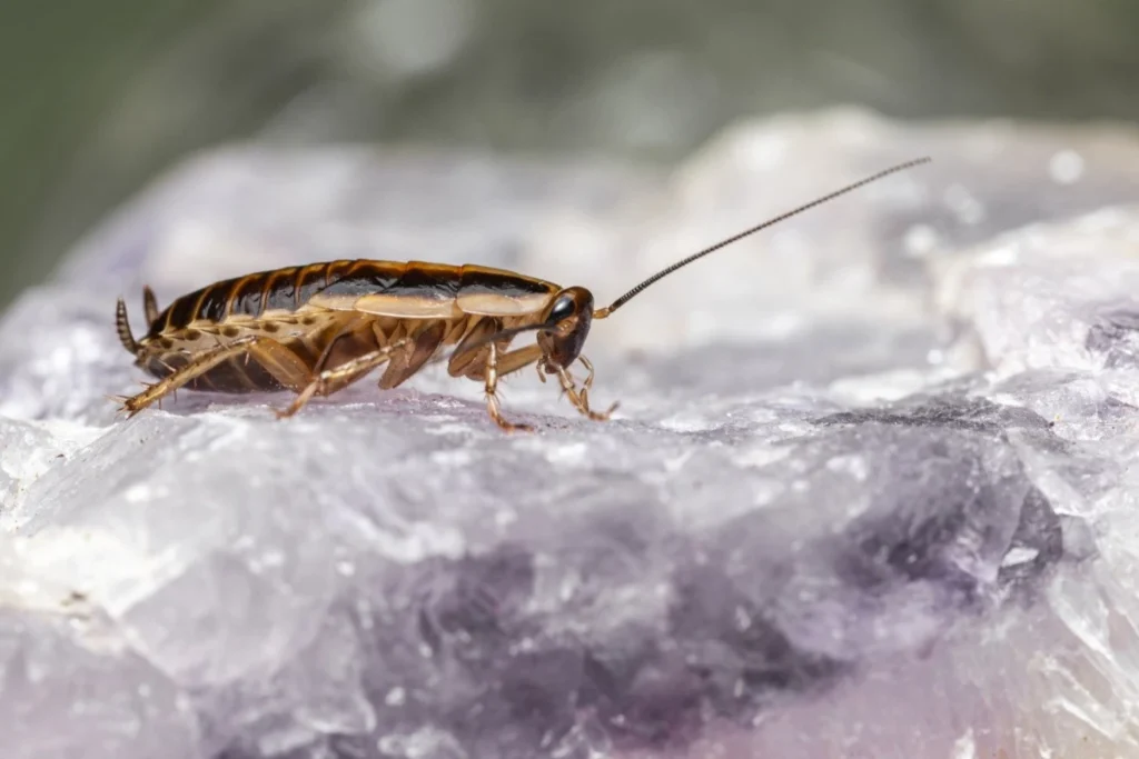 Cockroaches Mean a Dirty Place 