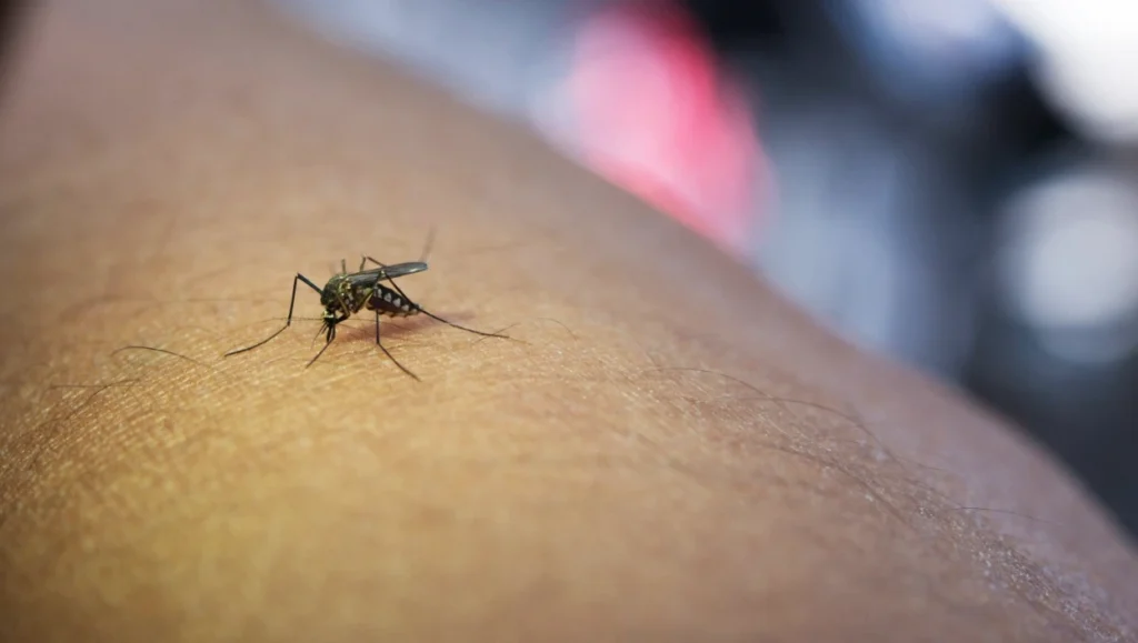 How to Get Rid of Mosquitoes from Your Home