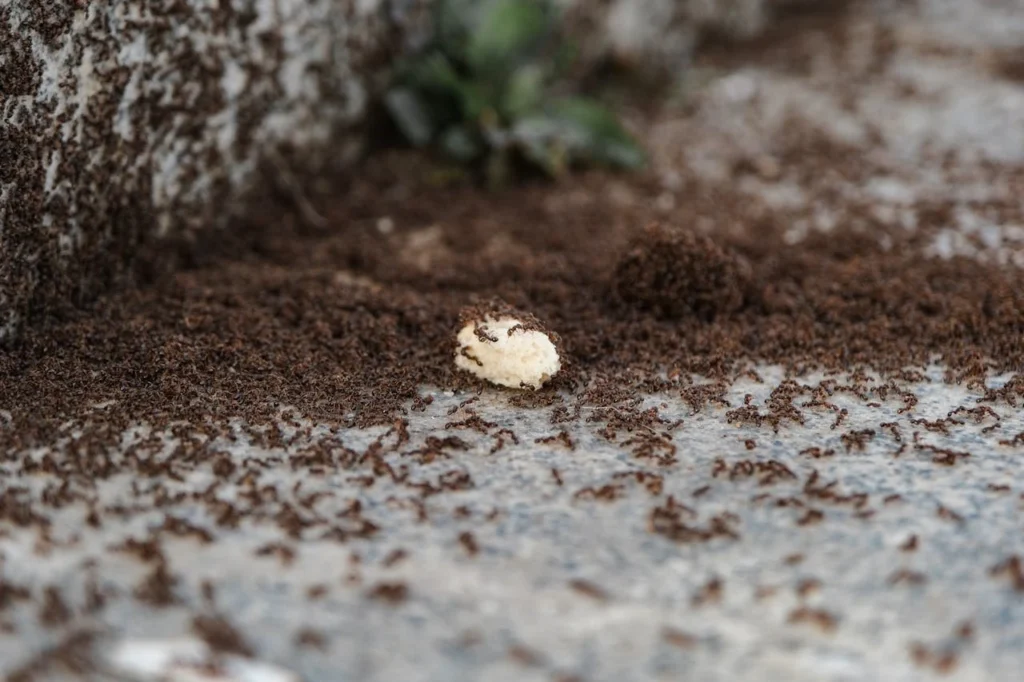 leading reasons behind what attracts ants