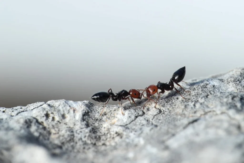 Top Pest Control Myths