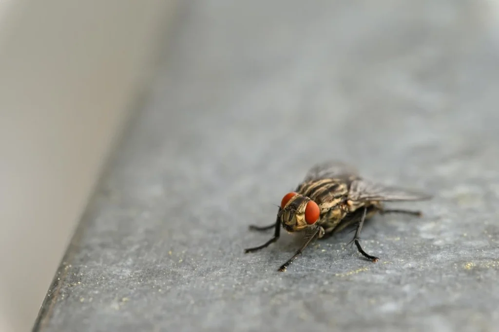 approach to pest control