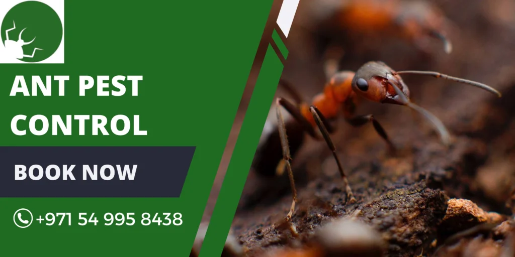 Ant Pest Control Dubai