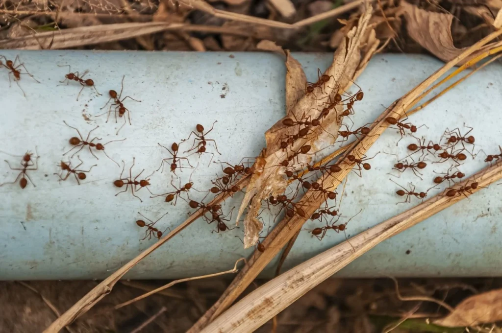Ants Control Dubai