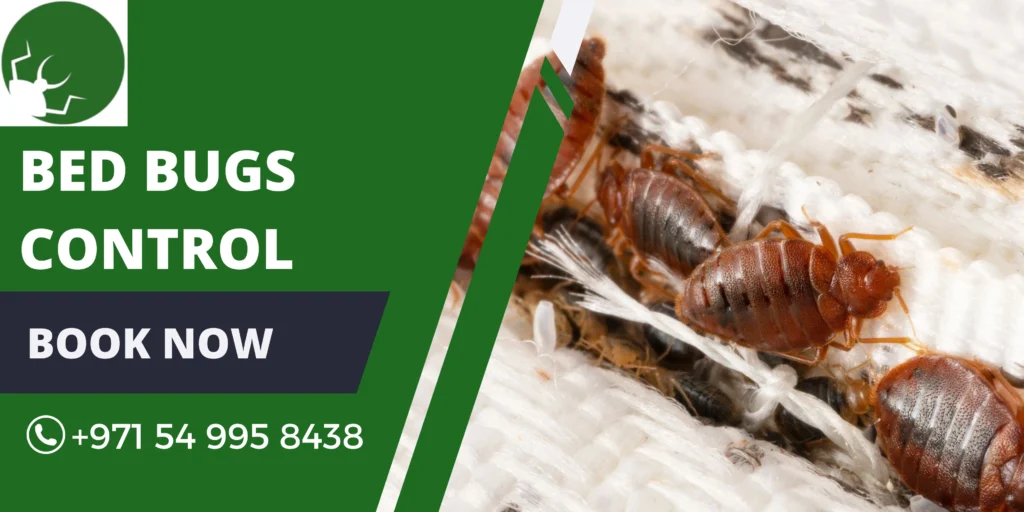 Bed Bugs Control Dubai