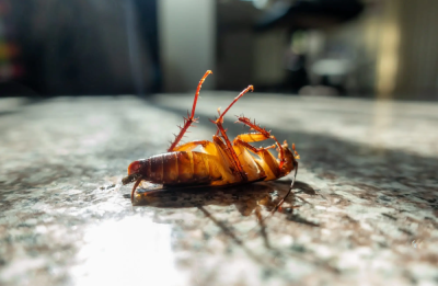 Cockroach Control Dubai