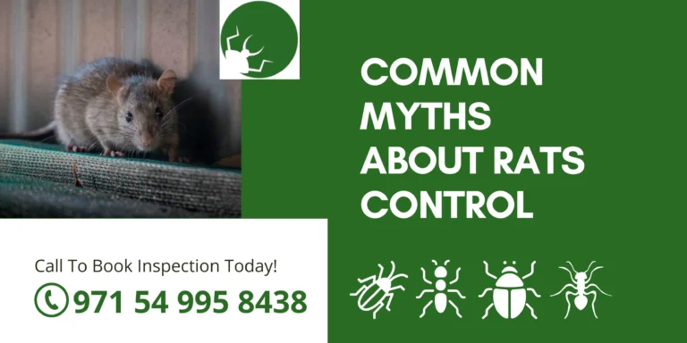 Common Myths about Rats Control | Rodent Removal Debunked