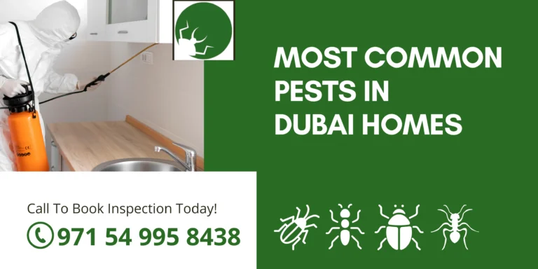 Common Pests in Dubai Homes