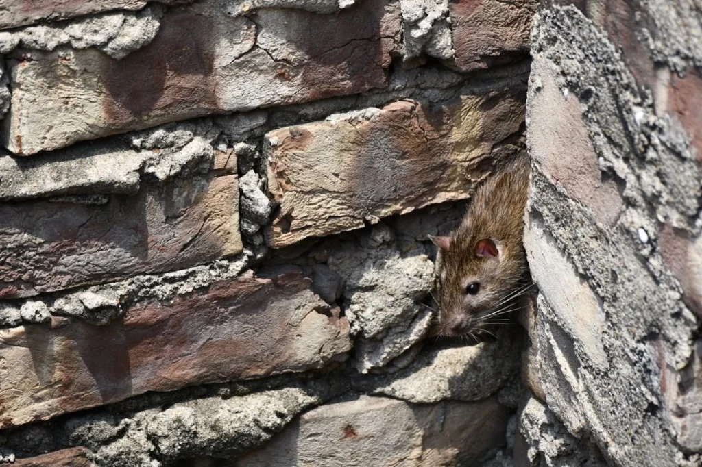 DIY Pest Control Will Fully Solve a Rat Problem