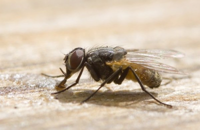 Flies Control Dubai