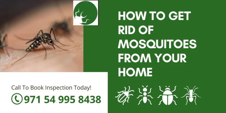 How to Get Rid of Mosquitoes from Your Home