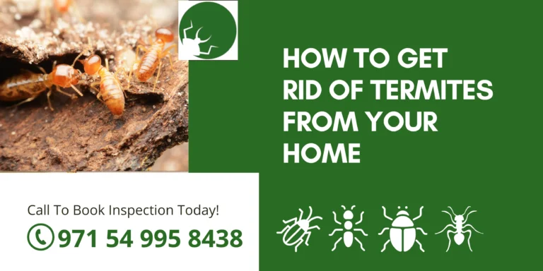 How to Get Rid of Termites from Your Home