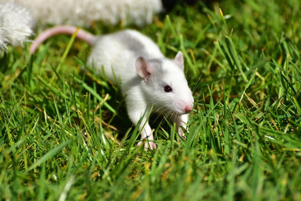 How to prevent diseases spread by rodents