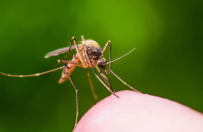 Mosquito Control Dubai