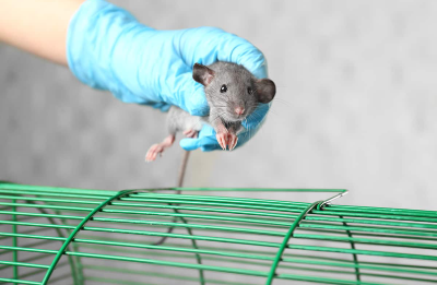 Rat Control Dubai