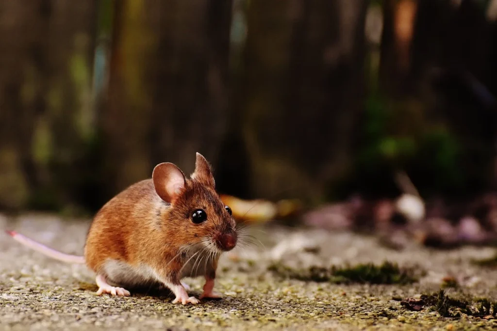 Rats Only Live in Basements and Attics