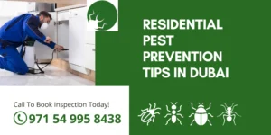 Residential Pest Prevention Tips in Dubai