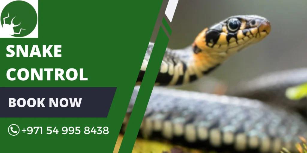 Snake Control Dubai