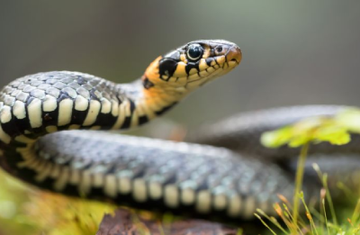 Snake Control Dubai
