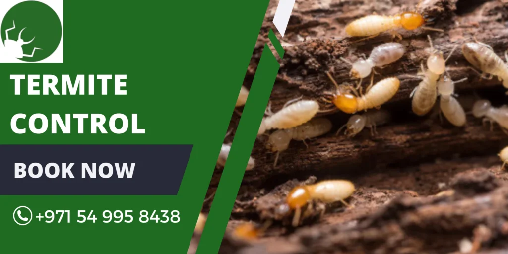 Termite Control in Dubai