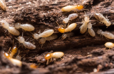 Termite Removal