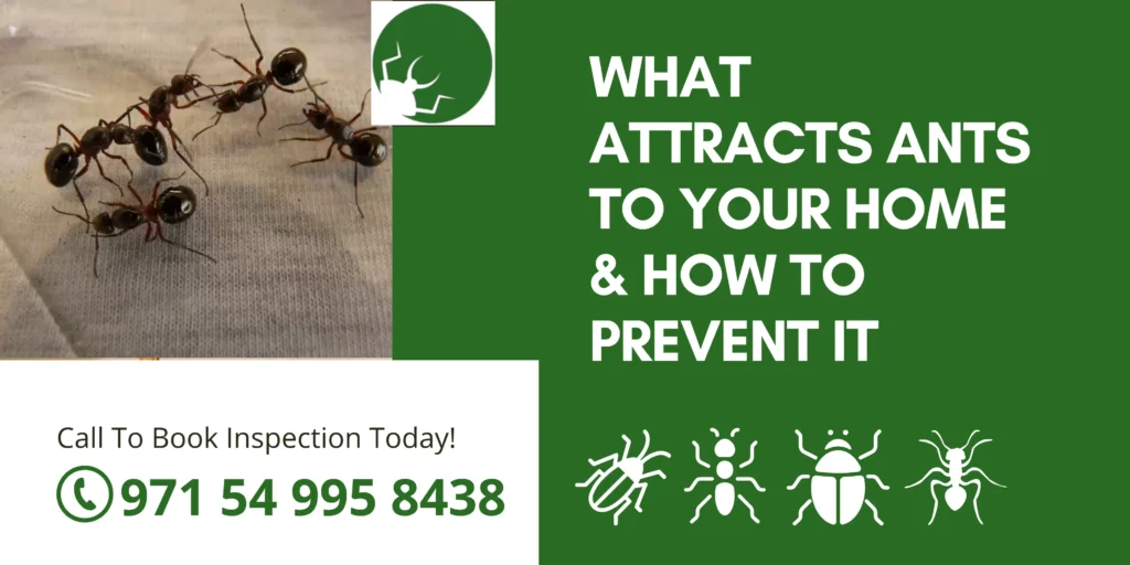 What Attracts Ants to Your Home & How to Prevent It?
