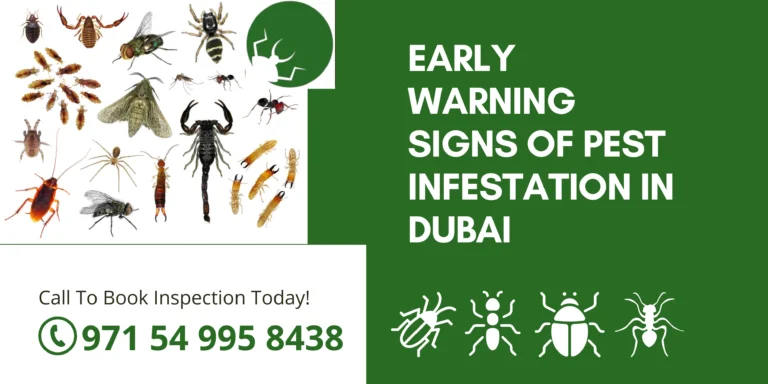 Early Warning Signs of Pest Infestation in Dubai