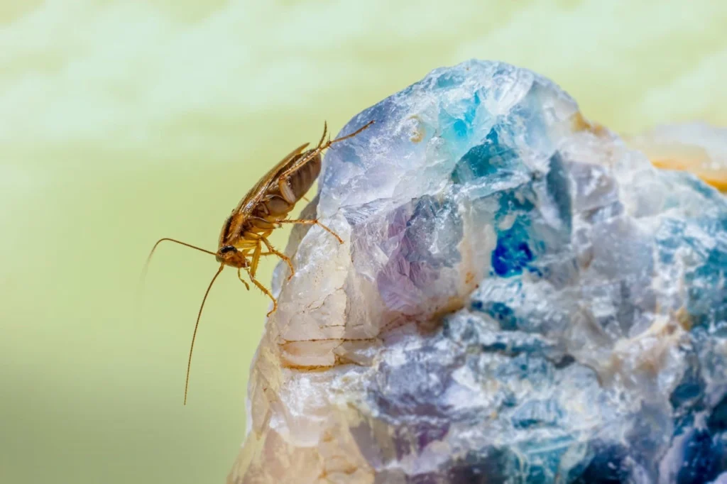 How Do Cockroaches Get in the House