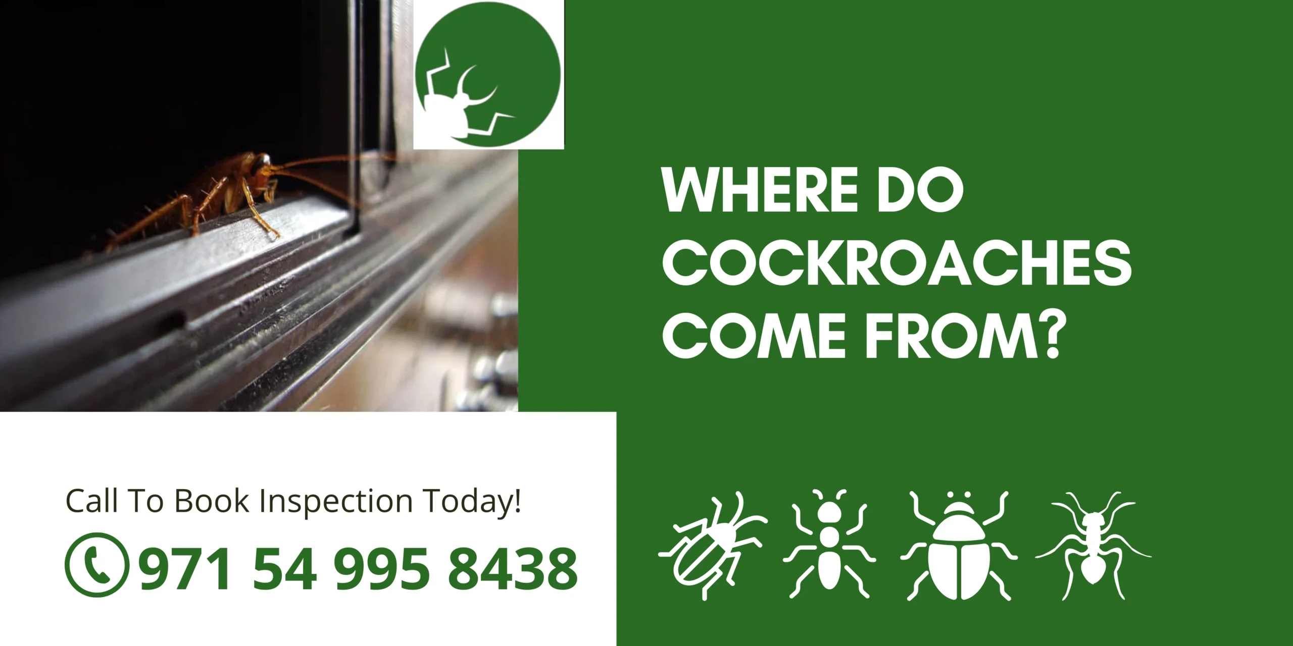 Where Do Cockroaches Come From