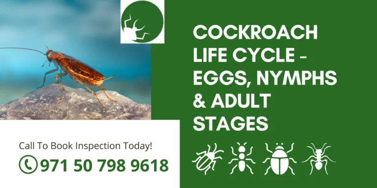 Cockroach Life Cycle - Eggs, Nymphs & Adult Stages