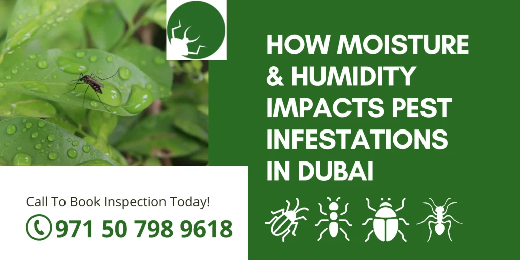 How Moisture & Humidity Impacts Pest Infestations in Dubai
