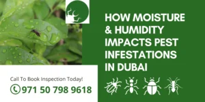 How Moisture & Humidity Impacts Pest Infestations in Dubai