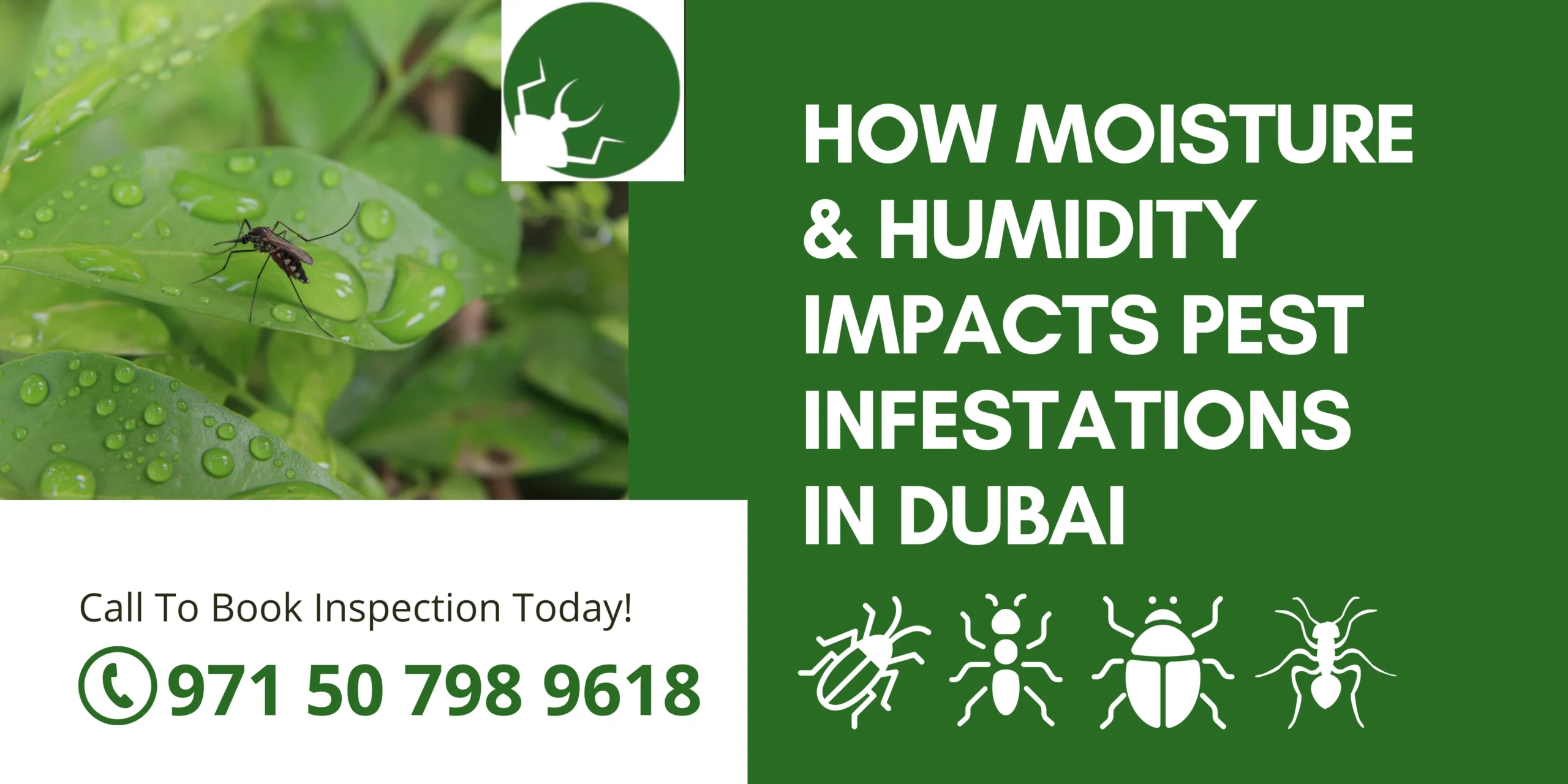 How Moisture & Humidity Impacts Pest Infestations in Dubai