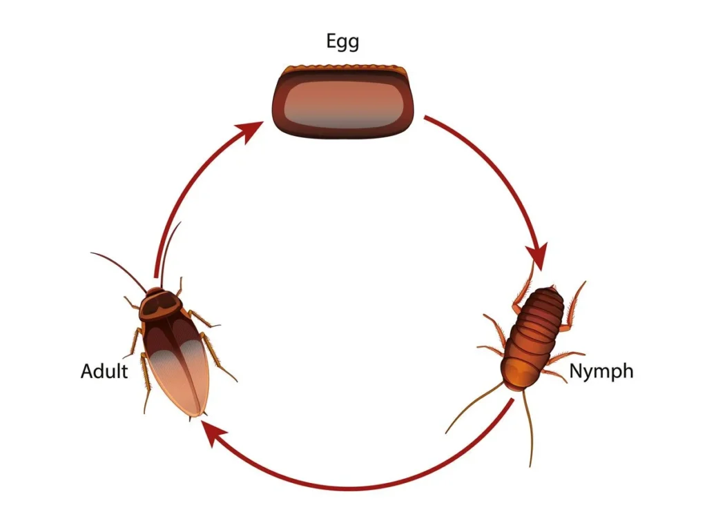 Life Cycle of Cockroach