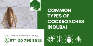 Common Types of Cockroaches in Dubai