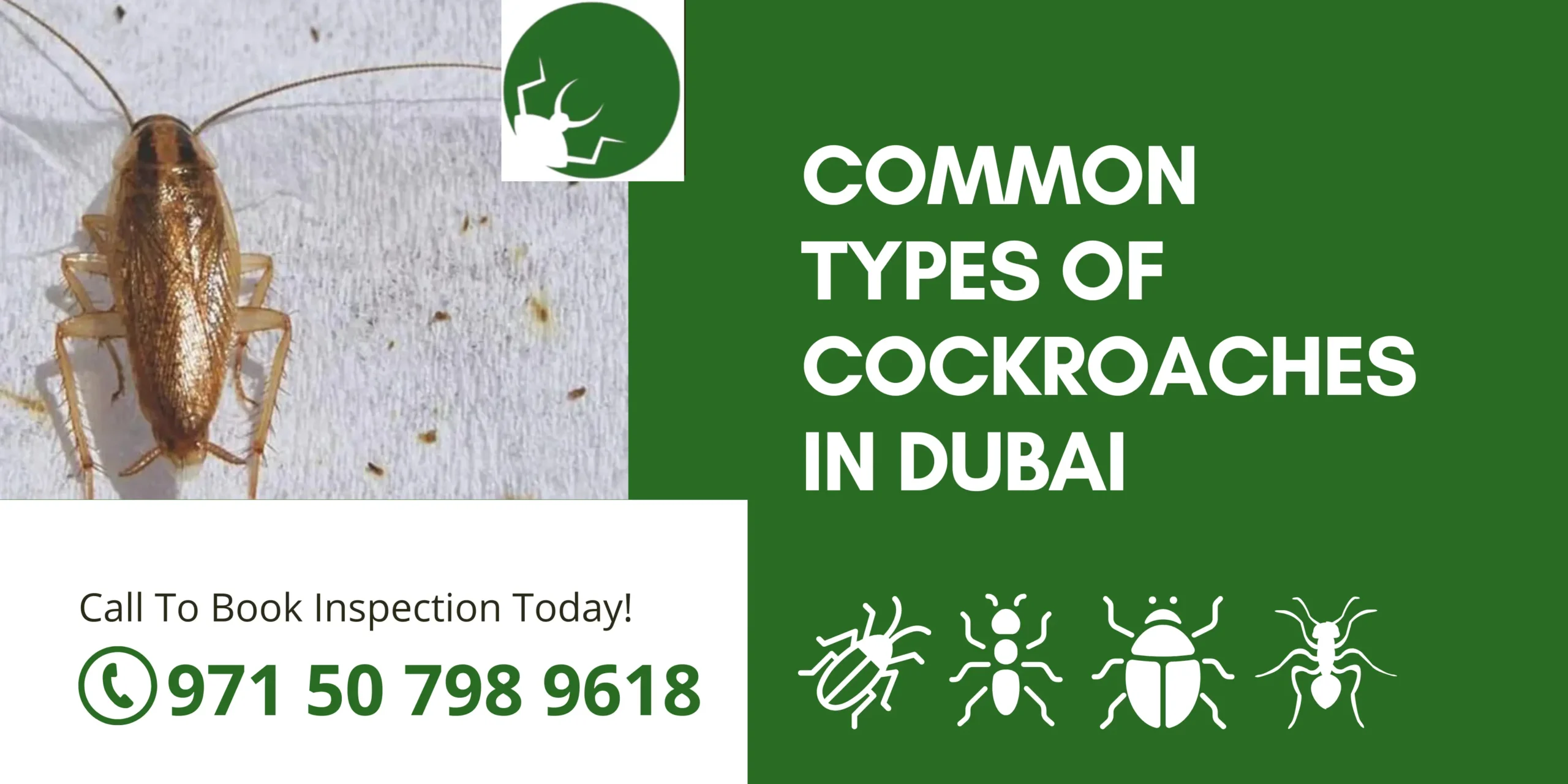 Common Types of Cockroaches in Dubai