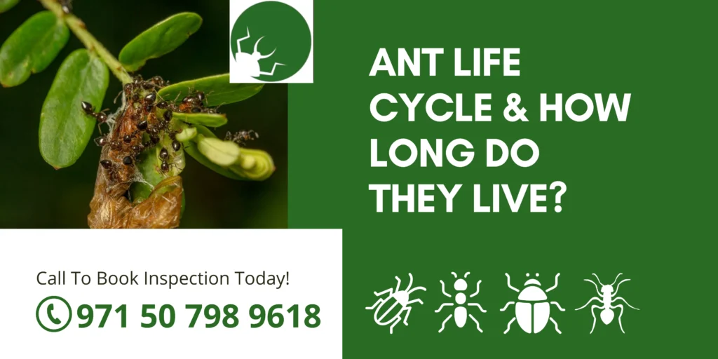 Ant Life Cycle - Understanding Their Lifespan & How Long Do They Live?