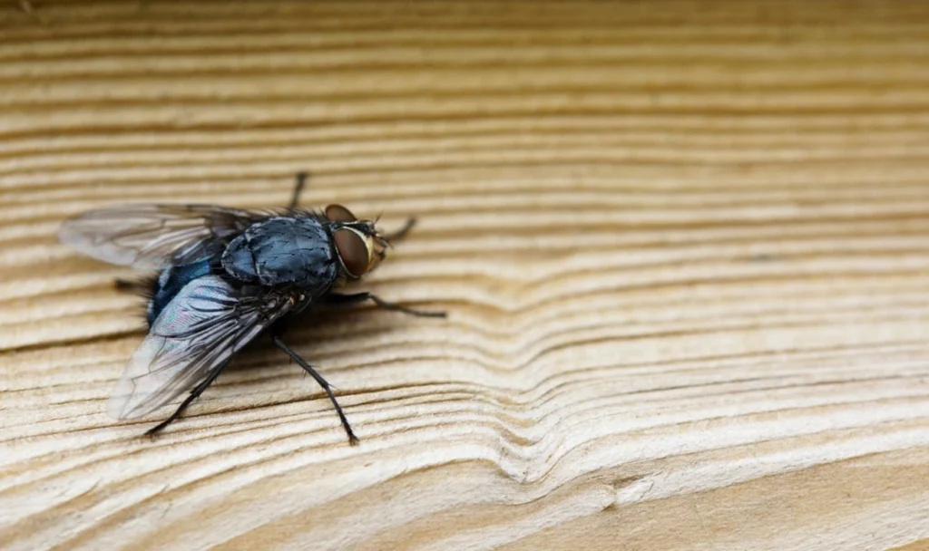Bluebottle Flies