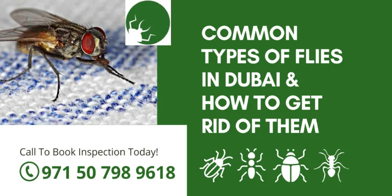 Common Types of Flies in Dubai & How to Get Rid of Them