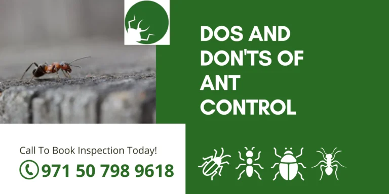 Dos and Don'ts of Ant Control