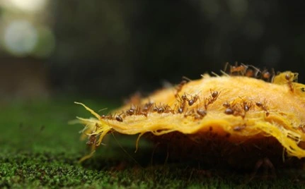 Overlooking Cleanliness and Food Residues
