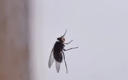 Why Different Types of Flies in Dubai Invade Your Space