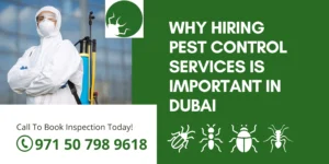 Why Hiring Pest Control Services Is Important in Dubai?