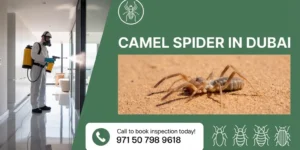 Camel Spider in Dubai