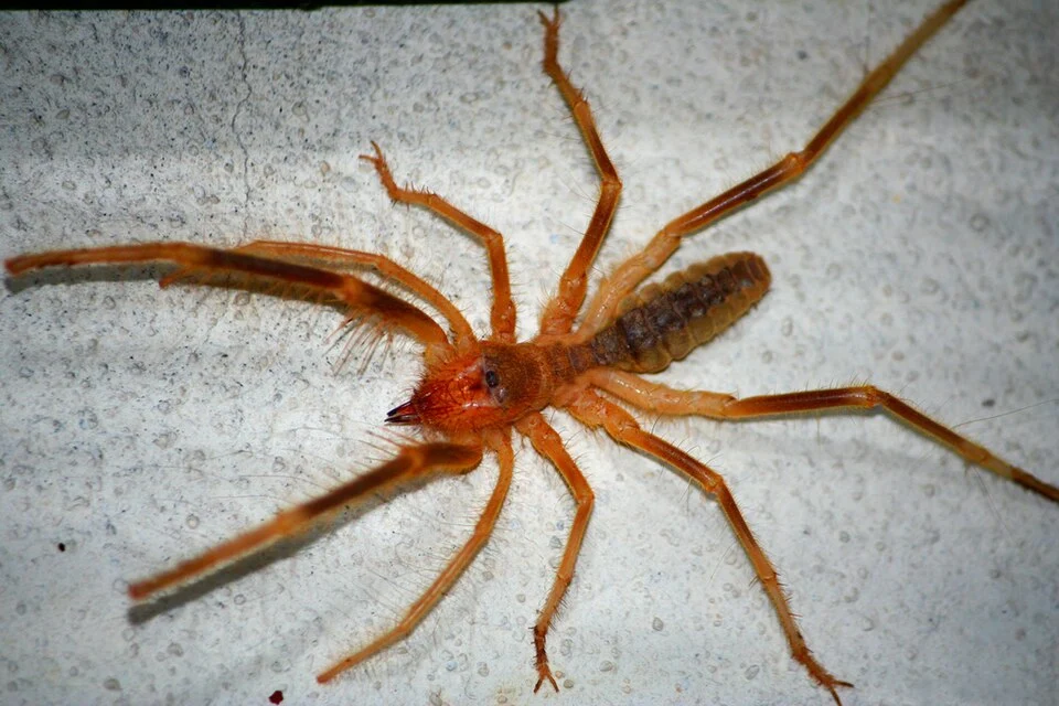 Camel Spider Real Photo