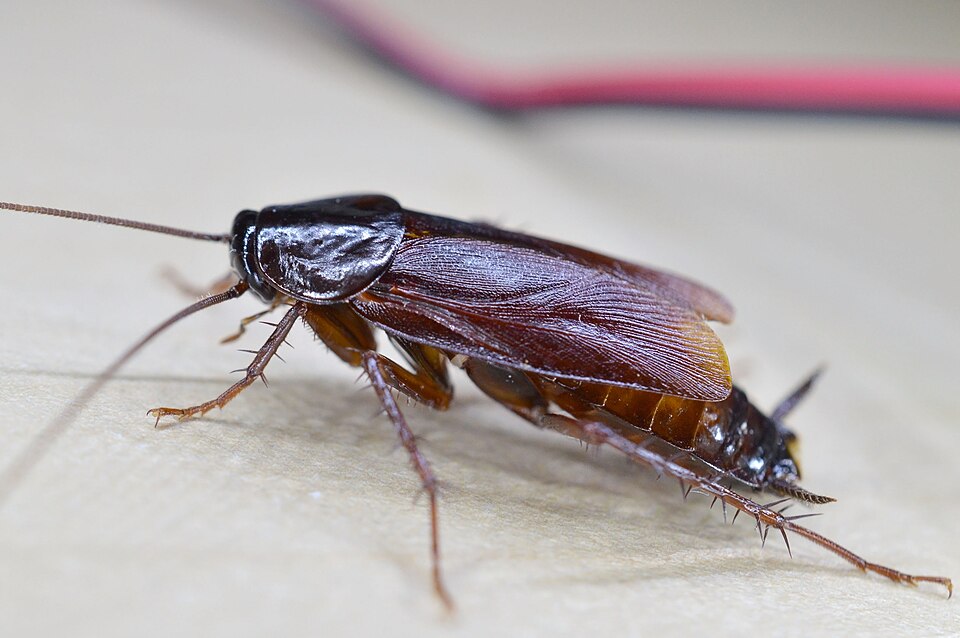 Cockroach laying on a sheet